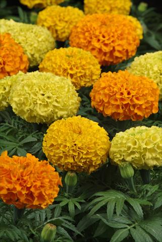Photo de variété de fleurs à utiliser comme: Plante à massif, pot ou Suspension Tagetes erecta Taishan Mix