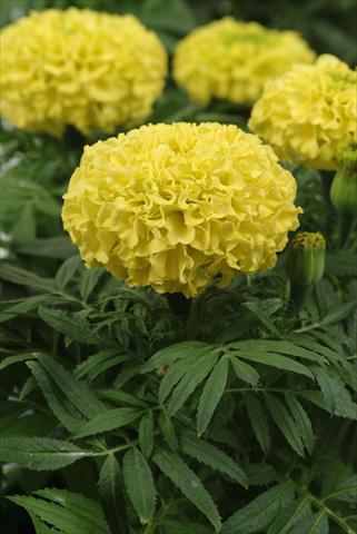 Photo de variété de fleurs à utiliser comme: Plante à massif, pot ou Suspension Tagetes erecta Taishan Yellow