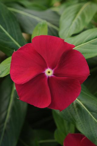 Photo de variété de fleurs à utiliser comme: Pot et Plante à massif Catharanthus roseus - Vinca Pacifica Cranberry XP