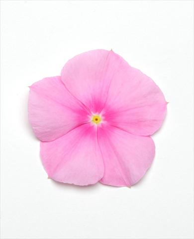 Photo de variété de fleurs à utiliser comme: Pot et Plante à massif Catharanthus roseus - Vinca Titan Icy Pink