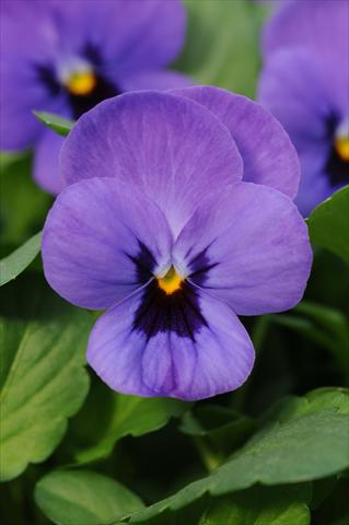 Photo de variété de fleurs à utiliser comme: Pot et Plante à massif Viola cornuta Sorbet™ Blue Blotch XP