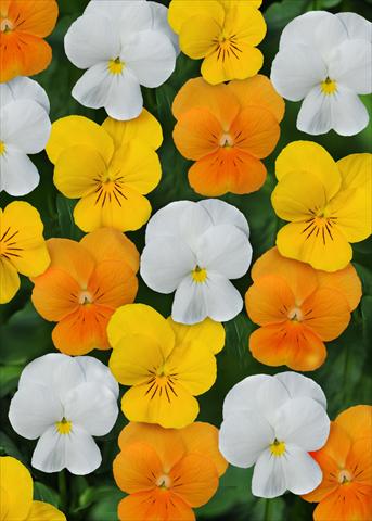 Photo de variété de fleurs à utiliser comme: Pot et Plante à massif Viola cornuta Sorbet™ Citrus Mix XP