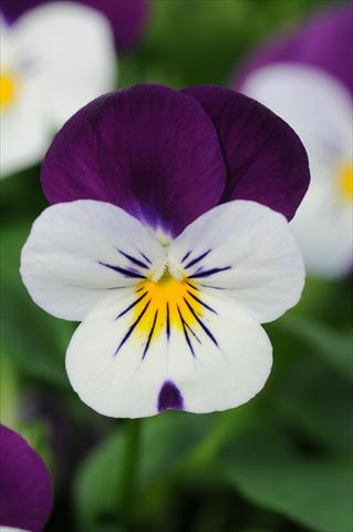 Photo de variété de fleurs à utiliser comme: Pot et Plante à massif Viola cornuta Sorbet™ Coconut Duet XP