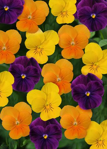 Photo de variété de fleurs à utiliser comme: Pot et Plante à massif Viola cornuta Sorbet™ Harvest Mix XP