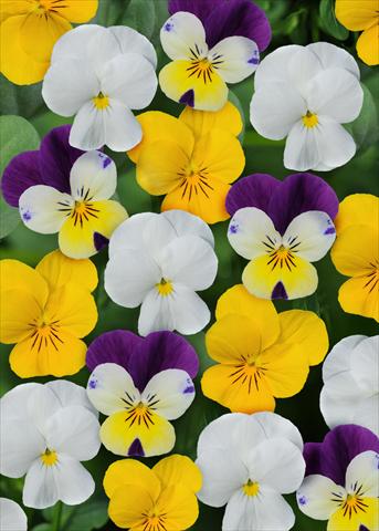 Photo de variété de fleurs à utiliser comme: Pot et Plante à massif Viola cornuta Sorbet™ Lemon Parfait Mix XP