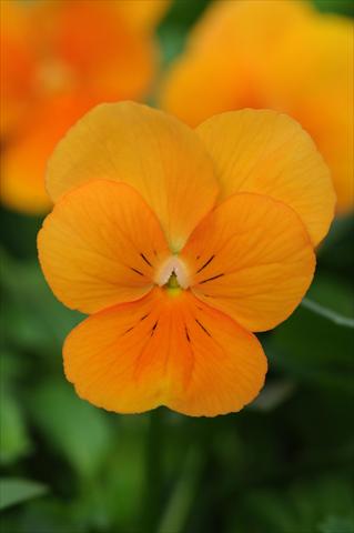 Photo de variété de fleurs à utiliser comme: Pot et Plante à massif Viola cornuta Sorbet™ Orange XP