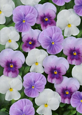 Photo de variété de fleurs à utiliser comme: Pot et Plante à massif Viola cornuta Sorbet™ Orchidberry Frost Mix Xp