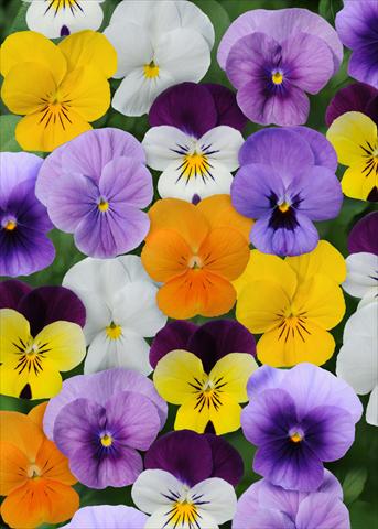 Photo de variété de fleurs à utiliser comme: Pot et Plante à massif Viola cornuta Sorbet™ Select Mix XP