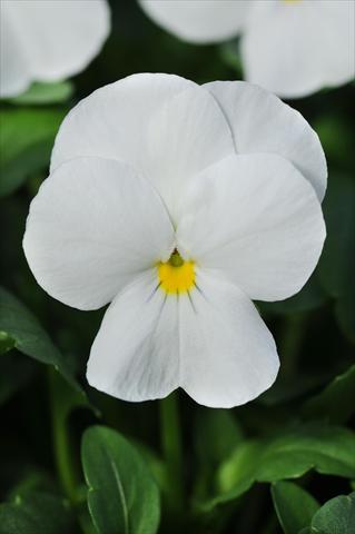 Photo de variété de fleurs à utiliser comme: Pot et Plante à massif Viola cornuta Sorbet™ White XP