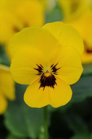 Photo de variété de fleurs à utiliser comme: Pot et Plante à massif Viola cornuta Sorbet™ Yellow Blotch XP