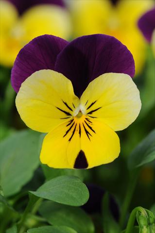 Photo de variété de fleurs à utiliser comme: Pot et Plante à massif Viola cornuta Sorbet™ Yellow Duet XP