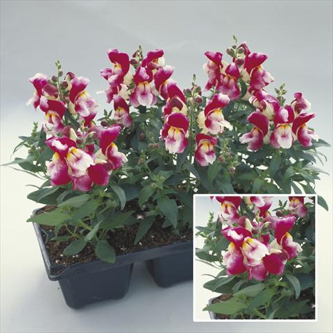 Photo de variété de fleurs à utiliser comme: Plante à massif/ plante de bordure Antirrhinum majus Floral Showers Wine Bicolour Imp
