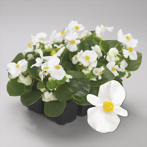 Photo de variété de fleurs à utiliser comme: Plante à massif/ plante de bordure Begonia semperflorens Emperor White Imp