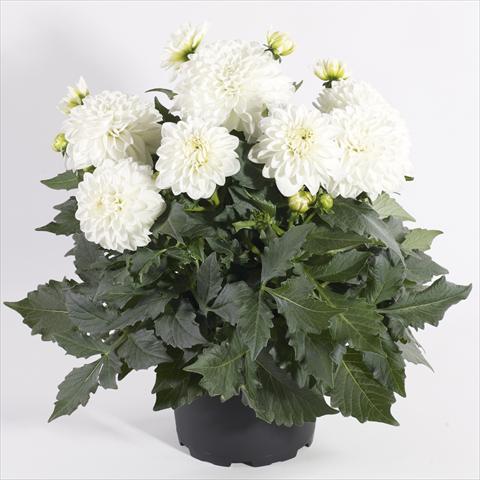 Photo de variété de fleurs à utiliser comme: Pot et Plante à massif Dahlia Maxi Dalina Lopez