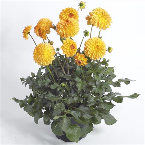Photo de variété de fleurs à utiliser comme: Pot et Plante à massif Dahlia Maxi Dalina Novia