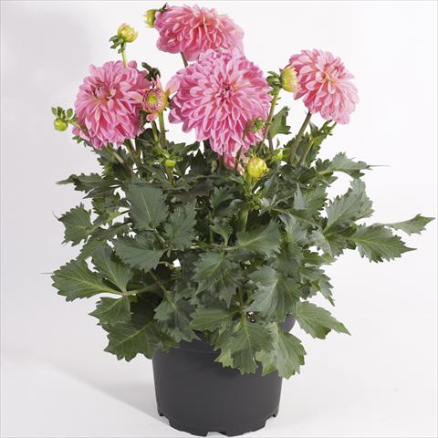 Photo de variété de fleurs à utiliser comme: Pot et Plante à massif Dahlia Maxi Dalina Zamora