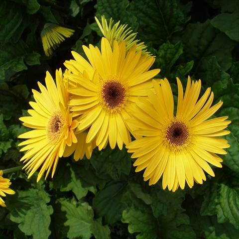 Photo de variété de fleurs à utiliser comme: Pot Gerbera jamesonii Festival Yellow with Eye