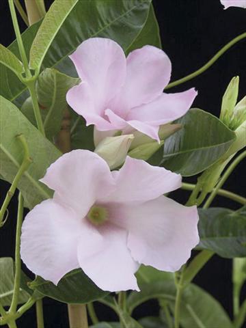 Photo de variété de fleurs à utiliser comme: Patio, pot Dipladenia (Mandevilla) Cotton Candy