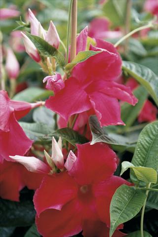 Photo de variété de fleurs à utiliser comme: Patio, pot Dipladenia (Mandevilla) Red Velvet