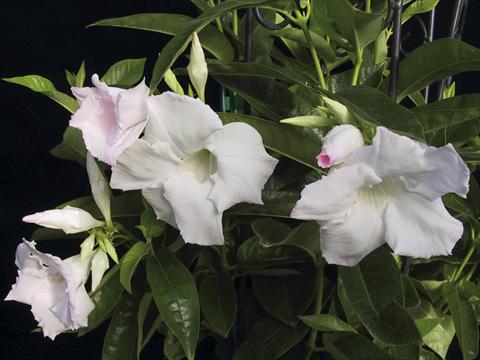 Photo de variété de fleurs à utiliser comme: Patio, pot Dipladenia (Mandevilla) White Velvet