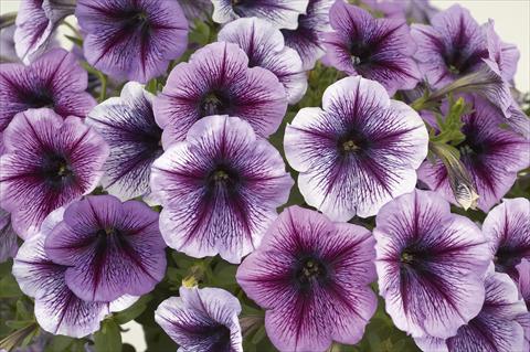 Photo de variété de fleurs à utiliser comme: Pot, Plante à massif, patio, Suspension Petunia Ray Purple Vein