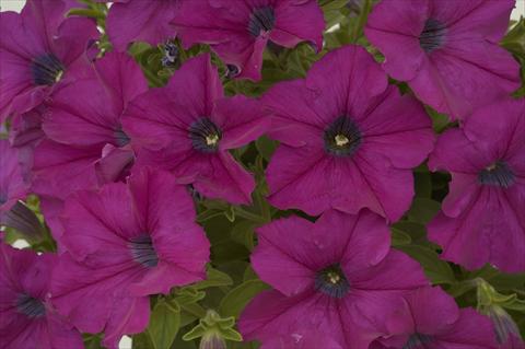 Photo de variété de fleurs à utiliser comme: Pot, Plante à massif, patio, Suspension Petunia Ray Purple