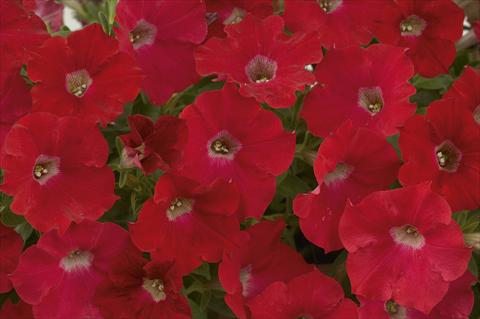 Photo de variété de fleurs à utiliser comme: Pot, Plante à massif, patio, Suspension Petunia Ray Red