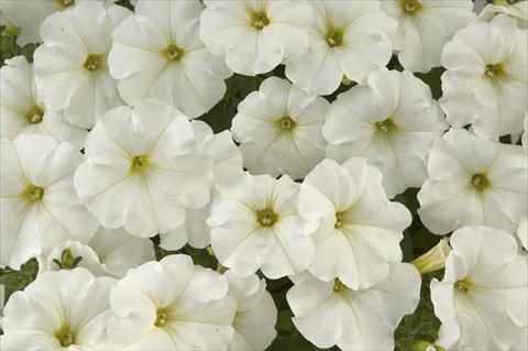 Photo de variété de fleurs à utiliser comme: Pot, Plante à massif, patio, Suspension Petunia Ray White
