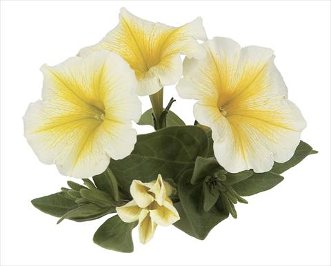Photo de variété de fleurs à utiliser comme: Pot, Plante à massif, patio, Suspension Petunia Ray Yellow