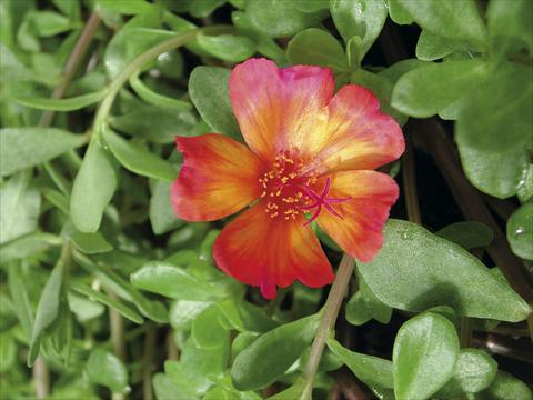 Photo de variété de fleurs à utiliser comme: Plante à massif, patio, Suspension Portulaca Sono Scarlet