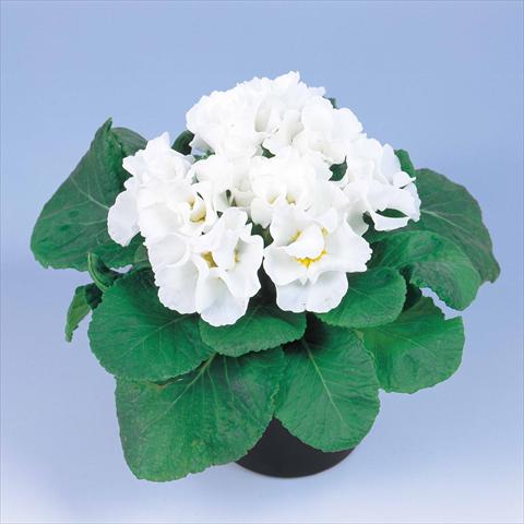 Photo de variété de fleurs à utiliser comme: Pot et Plante à massif Primula acaulis, veris, vulgaris Rosanna White Imp