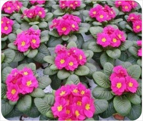 Photo de variété de fleurs à utiliser comme: Pot et Plante à massif Primula acaulis, veris, vulgaris Daniella Neon Rose