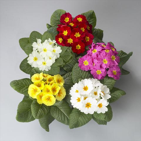 Photo de variété de fleurs à utiliser comme: Pot et Plante à massif Primula acaulis, veris, vulgaris Dawn Mix