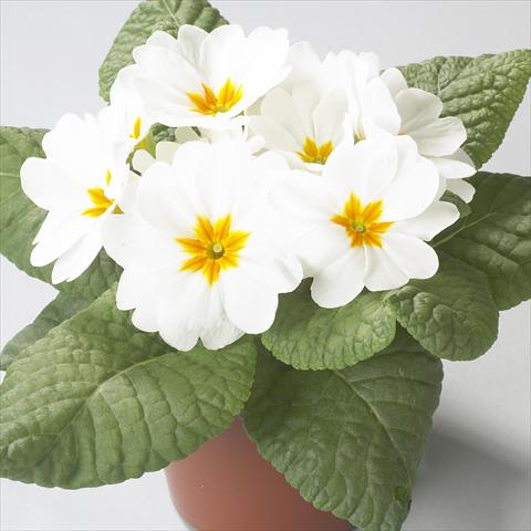 Photo de variété de fleurs à utiliser comme: Pot et Plante à massif Primula acaulis, veris, vulgaris Dawn White