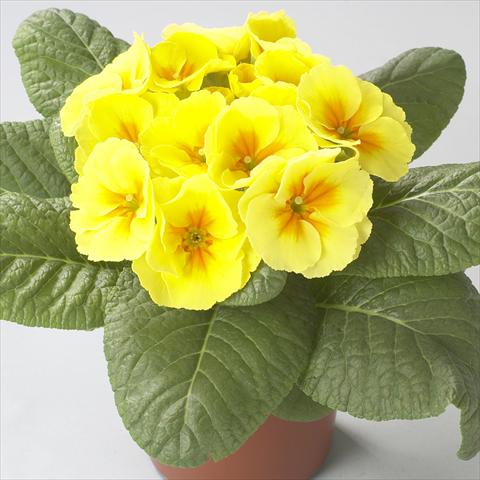 Photo de variété de fleurs à utiliser comme: Pot et Plante à massif Primula acaulis, veris, vulgaris Dawn Yellow