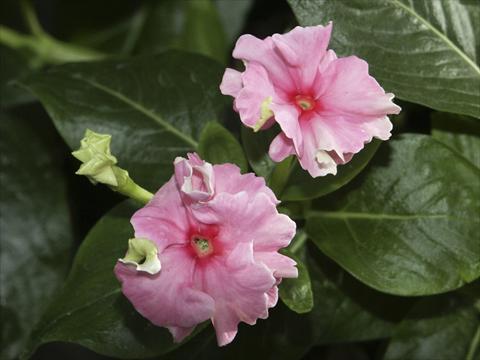 Photo de variété de fleurs à utiliser comme: Pot et Plante à massif Catharanthus roseus - Vinca Tutu