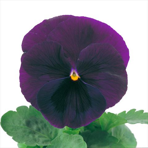 Photo de variété de fleurs à utiliser comme: Pot et Plante à massif Viola wittrockiana Power Purple with Blotch Imp