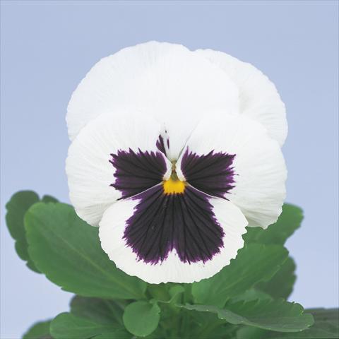 Photo de variété de fleurs à utiliser comme: Pot et Plante à massif Viola wittrockiana Power White with Blotch Imp