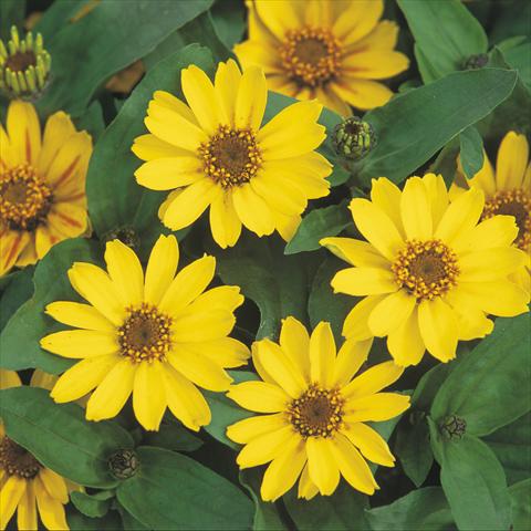 Photo de variété de fleurs à utiliser comme: Pot Zinnia hybrida Profusion Yellow