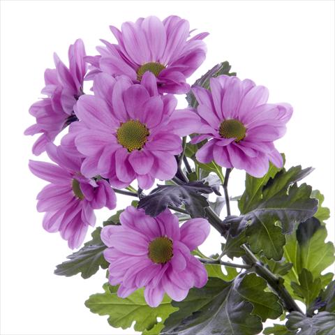 Photo de variété de fleurs à utiliser comme: Pot et Plante à massif Chrysanthemum Amadea