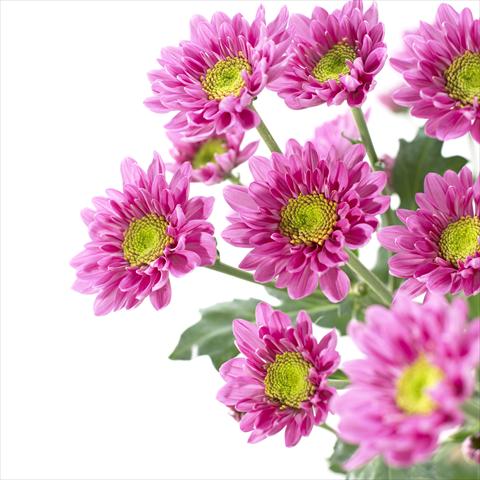 Photo de variété de fleurs à utiliser comme: Pot et Plante à massif Chrysanthemum Amazon