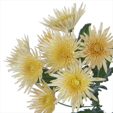 Photo de variété de fleurs à utiliser comme: Pot et Plante à massif Chrysanthemum Anastasia Bronze