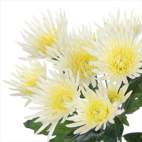Photo de variété de fleurs à utiliser comme: Pot et Plante à massif Chrysanthemum Anastasia Cream