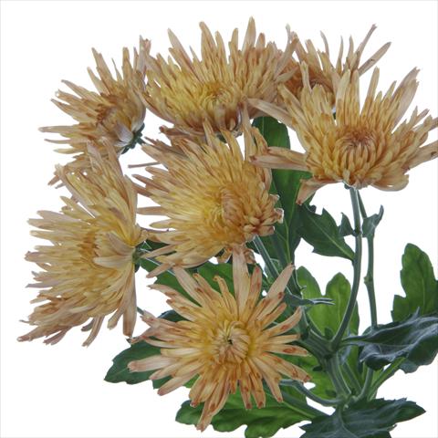 Photo de variété de fleurs à utiliser comme: Pot et Plante à massif Chrysanthemum Anastasia Dark Bronze