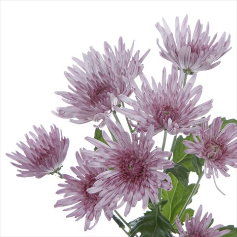 Photo de variété de fleurs à utiliser comme: Pot et Plante à massif Chrysanthemum Anastasia Lilac