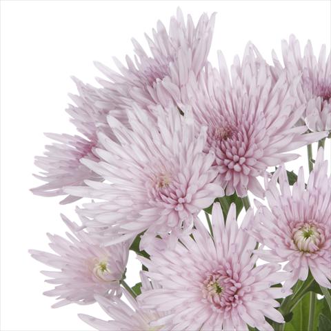 Photo de variété de fleurs à utiliser comme: Pot et Plante à massif Chrysanthemum Anastasia Pink