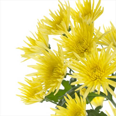 Photo de variété de fleurs à utiliser comme: Pot et Plante à massif Chrysanthemum Anastasia Sunny