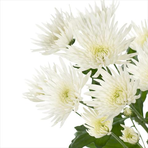 Photo de variété de fleurs à utiliser comme: Pot et Plante à massif Chrysanthemum Anastasia