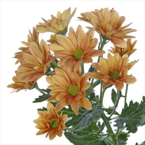 Photo de variété de fleurs à utiliser comme: Pot et Plante à massif Chrysanthemum Asenka Orange