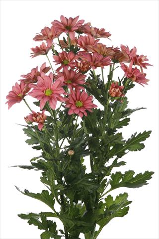 Photo de variété de fleurs à utiliser comme: Pot et Plante à massif Chrysanthemum Asenka Salmon